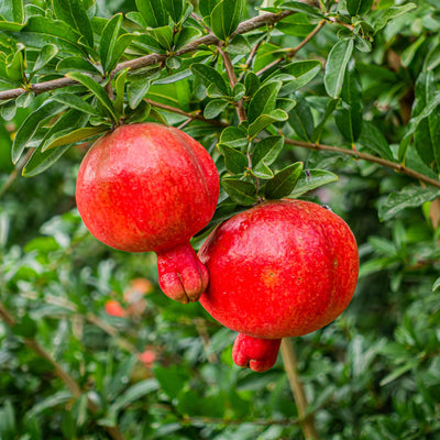 Live Pomegranate Tree, Pomegranate Tree Plant, 6-8 Inch Tall Live Sweet Pomegranate Fruit Plant, Red Fruits, Well Rooted Fruit Trees Plants for Outdoor Growing