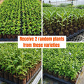 2 Mix Flower Plants Live, Assorted Lantana, Plumbago, Buddleia, Milkweed Plants Live, 4 to 6 Inc Tall, Flower Collection Garden