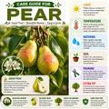 Pear Tree Live Plant, Pear Edible Fruit Tree, 10-18 Inch Tall