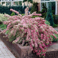 Variegated Weigela Shrub Live Plant, Outdoor Shrub, 1-2 Ft Tall