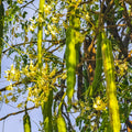 Live Moringa Oleifera Plant, 4 to 8 Inches Tall, Outdoor Tree