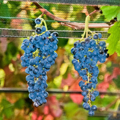 Grape Plant Live Potted, Fruit Vine Starter Plant 5-8 Inches, Hardy Climbing Seedless Grape Vine for Backyard Garden or Trellis (Purple Blue)