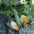 2 Zucchini Plants Live 4'' Pot, Green Squash Vegetable Plant for Garden, Zucchini for Raised Beds, Containers or Outdoor Growing, 2 Plants per Pot