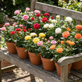 Random Mini Rose Plant Live in 4 Inch Pot, Miniature Rose Flower Plant for Indoor Outdoor Garden, Patio and Home Decor, 4-6 Inches