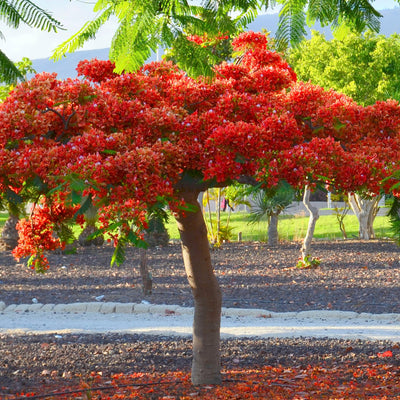 Starter Red Royal Poinciana Tree Live Plant 4-6 Inches in Tall in 4" Pot, Live Flamboyant Tree for Outdoor Planting, Jacaranda Trees Like
