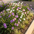 4 Mexican Petunia Live Plants 4–7 Inches Tall, Mexican Petunia Flowering Plants for Borders, Beds or Landscape (Mix)