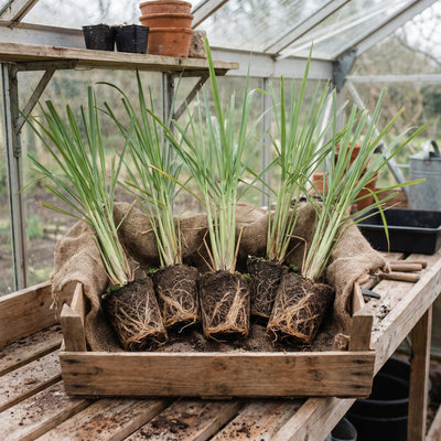 8 Lemongrass Live Plants, Fully Rooted Lemongrass Stalks, Drought-Tolerant, Fragrant Herb for Outdoor Garden