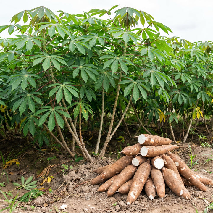 Yuca Cassava Plant Live in 4'' Pot, Sweet Yuca Roots 4-7 Inches, Vegetable for Outdoor Garden