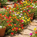 Set 4 Mixed Portulaca Plants 4-7 Inches, Vibrant, Low Maintenance Moss Rose Flowers for Garden Beds, Containers and Patios