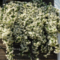 Live Star Jasmine Plant, White Star Jasmine Plant, Perennial White Flower Live Vine Starter Plants, 4 to 6 Inch Fragrant Flower Plants Indoor Outdoor Garden