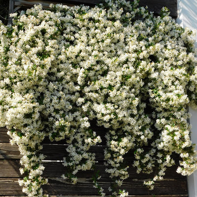 Live Star Jasmine Plant, White Star Jasmine Plant, Perennial White Flower Live Vine Starter Plants, 4 to 6 Inch Fragrant Flower Plants Indoor Outdoor Garden
