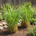 5 Lemongrass Plants Well Rooted, Lemon Grass Herb Stalks 5-8" Tall, Perennial Lemongrass for Growing Outdoor