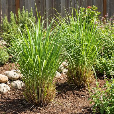 5 Lemongrass Plants Well Rooted, Lemon Grass Herb Stalks 5-8" Tall, Perennial Lemongrass for Growing Outdoor
