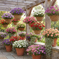 2 Assorted Verbena Plants Live in 4 Inch Pot, Outdoor Flower Plant for Patio Pots, Garden Beds, Borders, 3-6 Inches