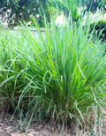 10 Perennial Lemon Grass Plants Live, Lemongrass Plants Stalks, Ready to Plant Herb, Size 5-9" in Tall, Well Rooted for Planting Outdoor, Full Sun