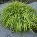 4"-6" Hakonechloa Japanese Forest Grass Live Plant, Starter Plants in Pot, Perennial Ornamental Grass for Spring Planting
