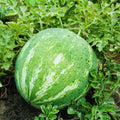 2 Watermelon Plants Live, Sweet Fruit Plant, 4 to 6 Inc Tall, Live Watermelon Plant Pot