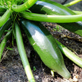 Zucchini Squash Plant Live 4'' Pot, Starter Vegetable Plant for Garden Planting, Outdoor Plant for Backyard, Raised Beds or Patio Containers