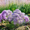 Purple Wisteria Plant in 4 Inch Pot, Wisteria Vine Starter, Hardy Climbing Flowering Vine for Trellis, Arbor or Garden