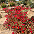 4 Portulaca Plants Live, Moss Rose Flower Plant for Outdoor Garden, Ground Cover Plant for Patio Containers, Borders or Landscape 4-7 Inches (Red)