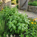 Sweet Basil Plant in 4 Inch Pot, Fragrant Basil Herb for Indoor Outdoor Planting, Fast Growing, Ready to Grow