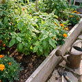 Sweet Basil Live Plant, Live Basil Herb Plant, Ready to Grow Indoor Outdoor, Well Rooted Herbs 3-5 Inches Tall