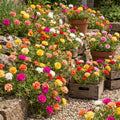 2 Random Moss Rose Plant Live in 4 Inch Pot, Portulaca Flower Plant for Garden Beds, Patio Containers and Outdoor Growing, 4-7 Inches
