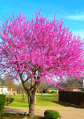 Cold Hardy Purple Pink Redbud Tree Live Plant in Quart Pot, Eastern Red Bud Plants, Vibrant Spring Blooms in Zones 4 to 9, No Leaf in Winter