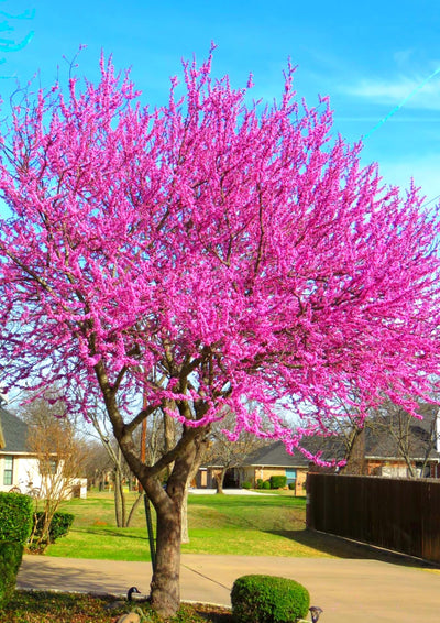 Cold Hardy Purple Pink Redbud Tree Live Plant in Quart Pot, Eastern Red Bud Plants, Vibrant Spring Blooms in Zones 4 to 9, No Leaf in Winter