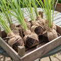 8 Lemongrass Live Plants, Fully Rooted Lemongrass Stalks, Drought-Tolerant, Fragrant Herb for Outdoor Garden