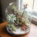 Set 15 Mixed Air Plants Live, Tillandsia Assortment for Indoor Display, Terrarium Kits, Office and Home Decor, 2-3 Inches