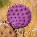 8 Months Old Purple Prickly Pear Cactus Plants Live Potted, 4-6 Inch Tall, Prickly Cactus Live Plant Indoor Outdoor Planting, Hardy Succulent for Home or Garden