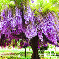 Pack 2 Purple Wisteria Live Plants for Planting, Wisteria Trees Live Plants 6 to 12 Inches Tall, in Pots, Wisteria Vine Flowers