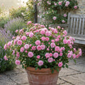 Pink Mini Rose Plant Live in 4 Inch Pot, Miniature Rose Flower Plant for Indoor Outdoor Garden, Patio and Home Decor, 4-6 Inches