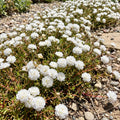 4 Portulaca Plants Live, Moss Rose Flower Plant for Outdoor Garden, Ground Cover Plant for Patio Containers, Borders or Landscape 4-7 Inches (White)