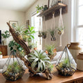 20 Assorted Live Air Plants Tillandsia Variety Pack, Easy Care Indoor House Plants for Home Decor and Terrariums