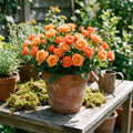 Orange Mini Rose Plant Live in 4 Inch Pot, Miniature Rose Flower Plant for Indoor Outdoor Garden, Patio and Home Decor, 4-6 Inches