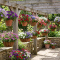 2 Assorted Verbena Plants Live in 4 Inch Pot, Outdoor Flower Plant for Patio Pots, Garden Beds, Borders, 3-6 Inches