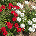 Mix Verbena Plant Live in 4 Inch Pot, Flowering Plant for Garden Beds, Patio Containers, Hanging Baskets