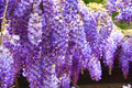 Purple Wisteria Tree Live Plant 9 Months Old Tree in 2.5 Inch Pot, Wisteria Live Plant, Wisteria Vine Plant, Perennial Flowers