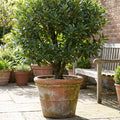Bay Leaf Laurel Trees, Sweet Bay Leaf Plants, Laurus Nobilis Indoor Outdoor Planting 8-10 Inches