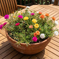 2 Random Moss Rose Plant Live in 4 Inch Pot, Portulaca Flower Plant for Garden Beds, Patio Containers and Outdoor Growing, 4-7 Inches