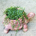 String of Turtles Live Plant, Live String of Turtles Plant, Succulents Plant Live String of Turtles, Live Plant Indoor String of Turtles, Vine Plant for Houseplant (4 Inch Potted)