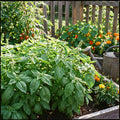 Sweet Basil Plant in 4 Inch Pot, Fragrant Basil Herb for Indoor Outdoor Planting, Fast Growing, Ready to Grow