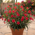 4 Mexican Petunia Live Plants 4–7 Inches Tall, Mexican Petunia Flowering Plants for Borders, Beds or Landscape (Red)