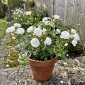 White Mini Rose Plant Live in 4 Inch Pot, Miniature Rose Flower Plant for Indoor Outdoor Garden, Patio and Home Decor, 4-6 Inches