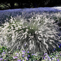 2 White Fountain Grass Plants Live for Planting, Ornamental Grass Perennial Garden, 5-9 Inch Tall