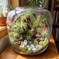 Set 15 Mixed Air Plants Live, Tillandsia Assortment for Indoor Display, Terrarium Kits, Office and Home Decor, 2-3 Inches