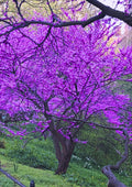 Potted Purple Pink Eastern Redbud Tree Live Plant Seedling, 7-13" in Tall, 1 Year Old Seedling Red Bud for Year Round Planting, Cold Hardy, No Leaf