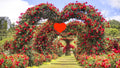 Fragrant Rose Plant Live Bush Shrub or Climbing, Old-Fashioned Roses Summer Rebloomer in 2.5 Inch Pot, Lanscape Rose Plant (Assorted Red)